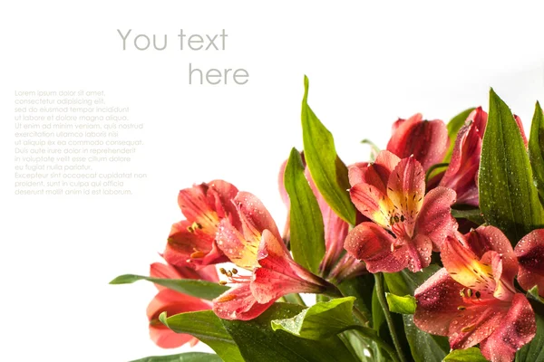 Bouquet of wet red lily over white — Stock Photo, Image