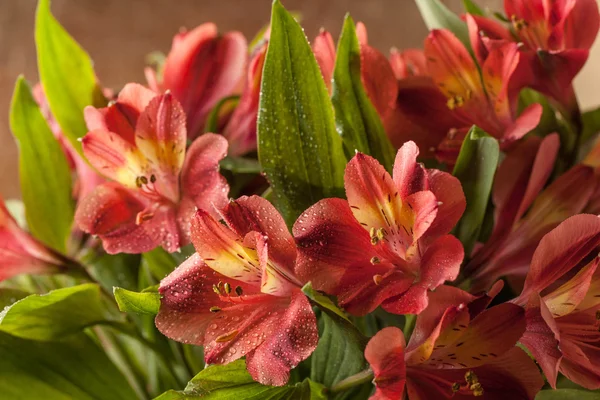 Bouquet of red lily — Stock Photo, Image