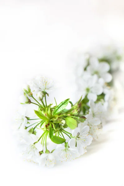 Blossoming cherry branch — Stock Photo, Image