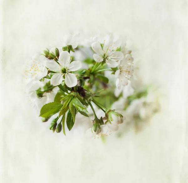 Blossoming cherry branch — Stock Photo, Image