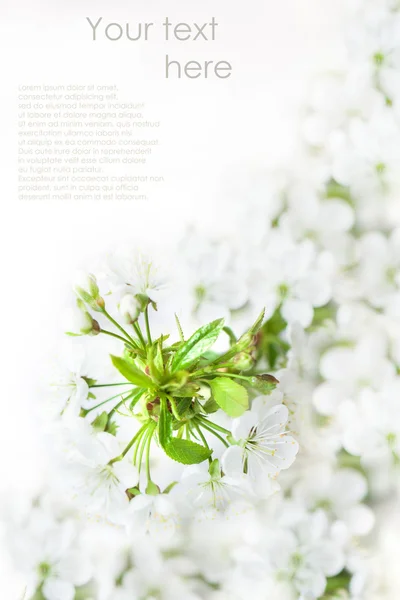 Branche de cerisier en fleurs — Photo