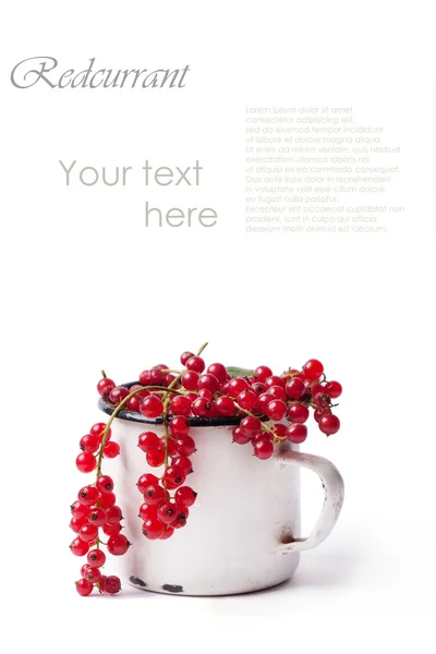 Cup of red currant — Stock Photo, Image