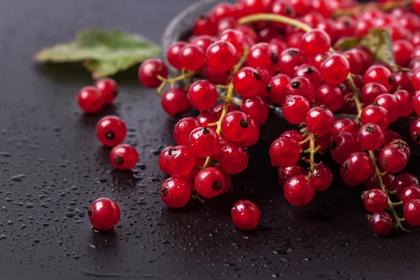 Red currant over black — Stock Photo, Image