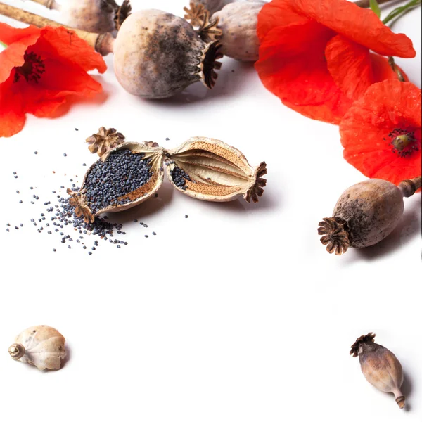 Poppy grain and flowers — Stock Photo, Image