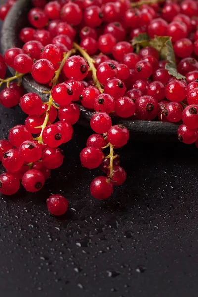 Red currant over black — Stock Photo, Image