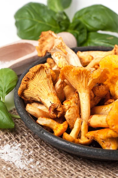 แผ่นของ Chanterelles — ภาพถ่ายสต็อก