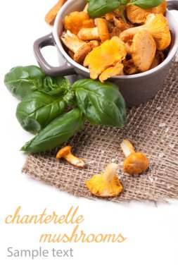 chanterelles pot