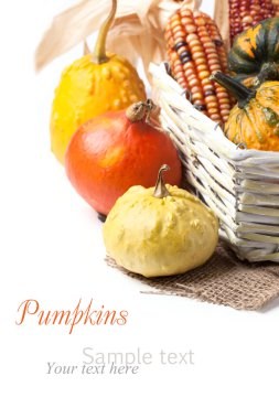 sonbahar mini kabaklar