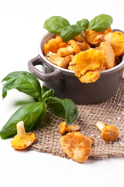 Chanterelles pot — Stok fotoğraf