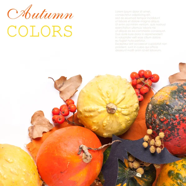 Autumn mini pumpkins — Stock Photo, Image