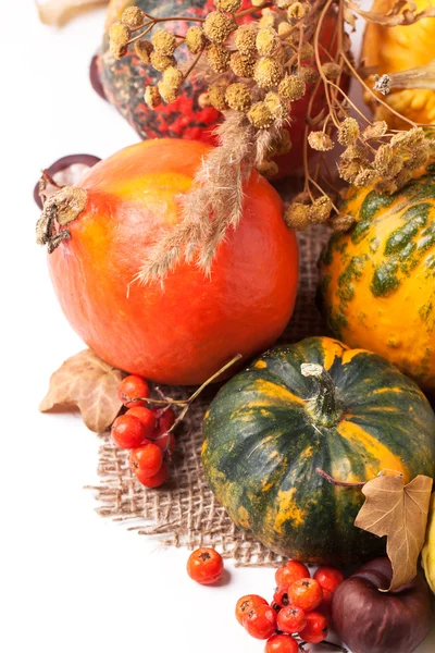 Autumn mini pumpkins — Stock Photo, Image