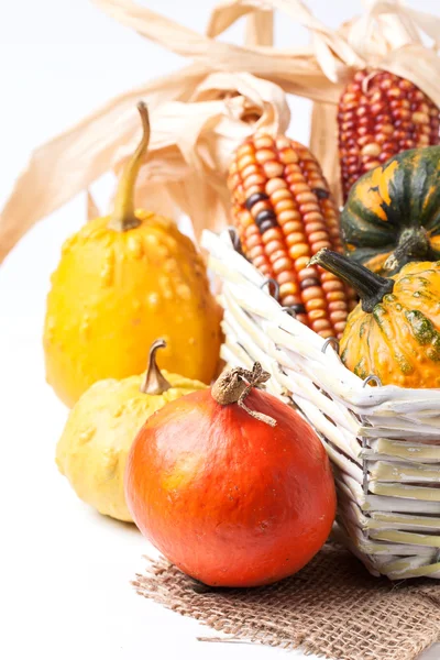 Herfst mini pompoenen — Stockfoto