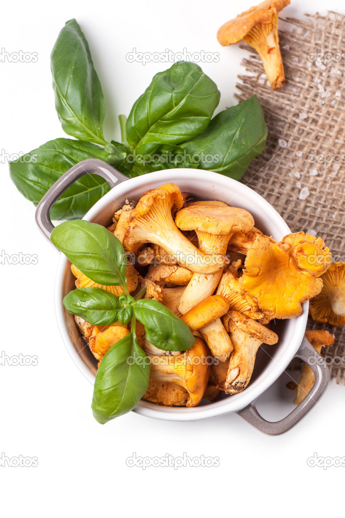 Pot of mushrooms chanterelles