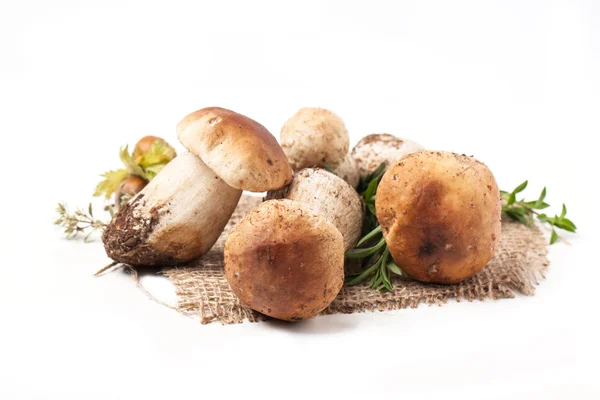Ceps cogumelos — Fotografia de Stock