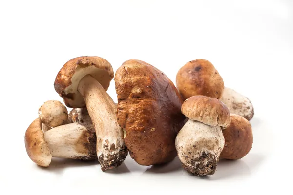 Cep mushrooms Stock Photo