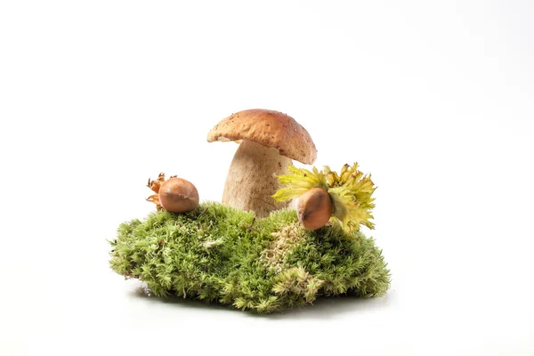 Cep mushroom with hazelnuts — Stock Photo, Image