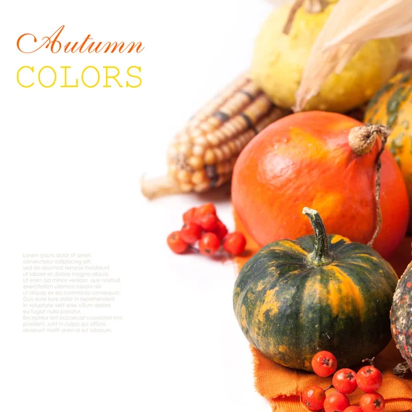 Autumn mini pumpkins — Stock Photo, Image