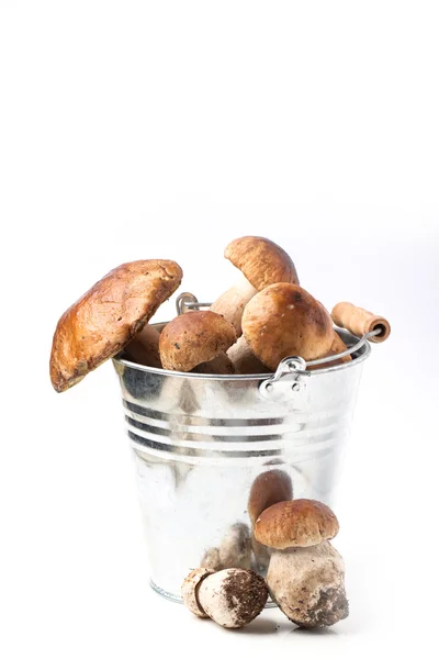 Bucket of cep mushrooms — Stock Photo, Image