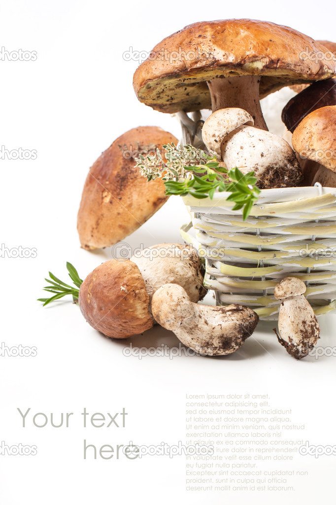 cep mushrooms with sample text