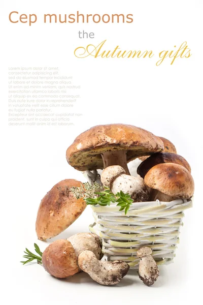 Champignons cep dans le panier — Photo