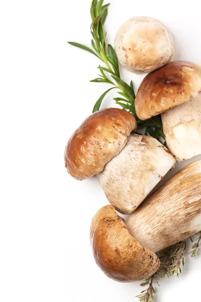 Cep mushrooms — Stock Image Cep mushrooms Stock Picture