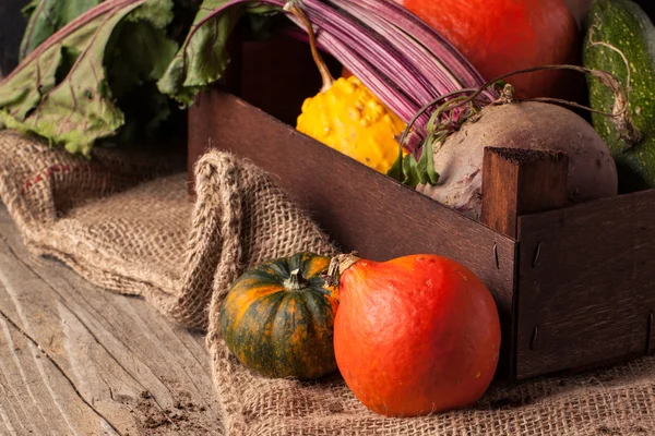 Pumpkins and beet — Stock Photo, Image