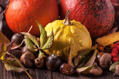 kabaklar meşe palamutları ve yaprakları