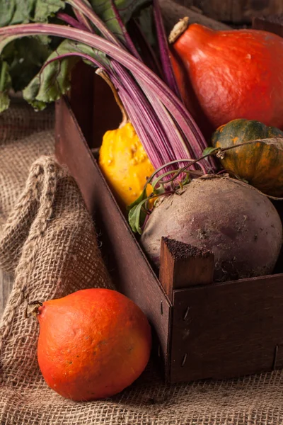 Pumpkins and beet — Stock Photo, Image