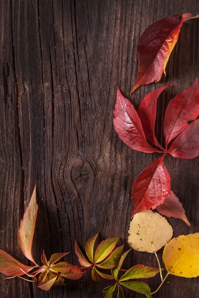 Zierstreifen aus Herbstblättern — Stockfoto