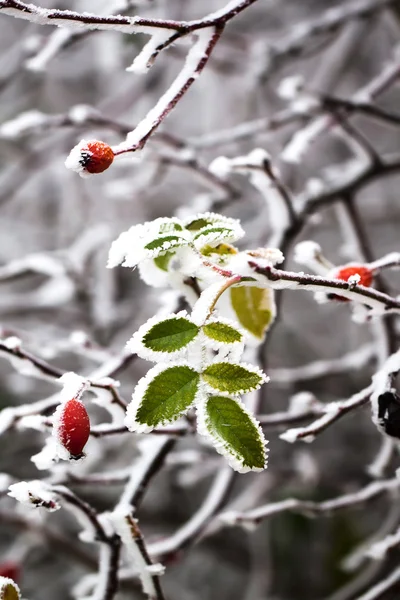 Frozen leaves