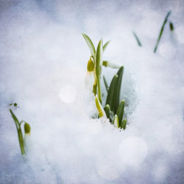 Beyaz kardelen kar ile