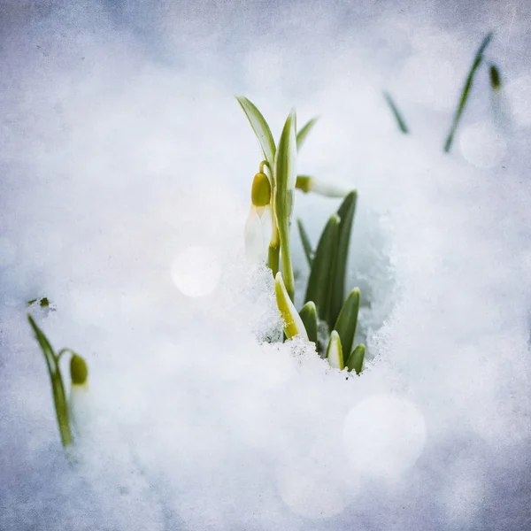 White snowdrops with snow — Stock Photo, Image