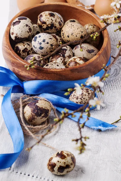 Quail eggs with blossom branch — Stock Photo, Image