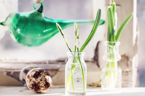 Easter interior with snowdrops and quail eggs — Stock Photo, Image