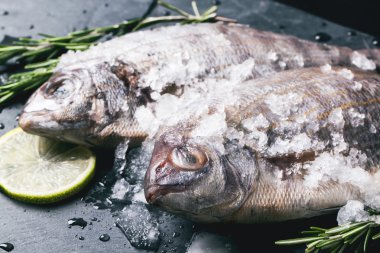 Buz altında çiğ dorado balık çekme halatı