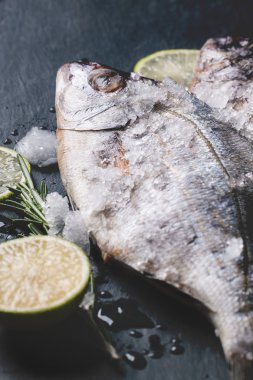 Buz altında çiğ dorado balık çekme halatı