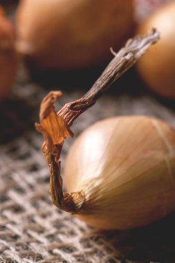 soğan yakın çekim