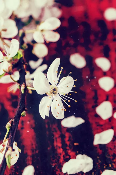 Blossom gren av cherry-träd — Stockfoto