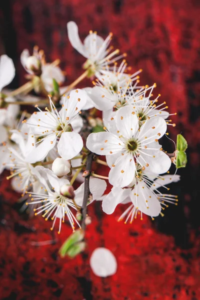 Цветущая ветвь вишни — стоковое фото