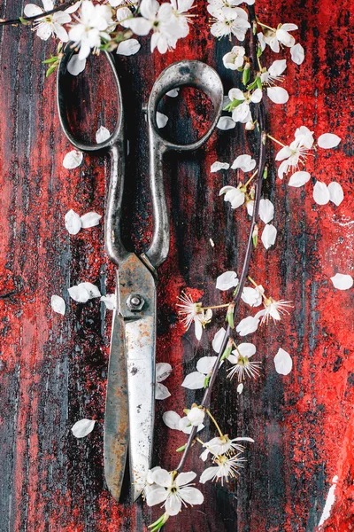 Tijeras vintage y rama de flor — Foto de Stock