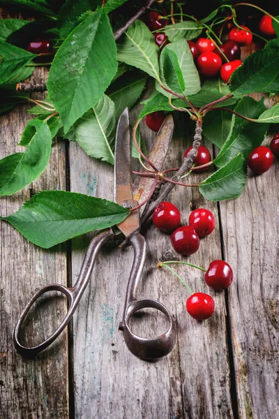 Bunch of cherry tree with scissors — Stock Photo, Image