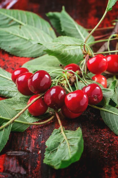 Bunch cherry tree with berries and leaves — Stock Photo, Image