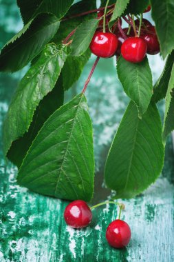 kiraz ağacı meyve ve yaprakları ile bir grup