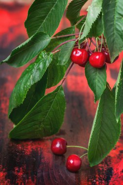 kiraz ağacı meyve ve yaprakları ile bir grup
