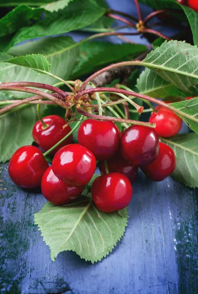 Bunch cherry tree with berries and leaves — Stock Photo, Image