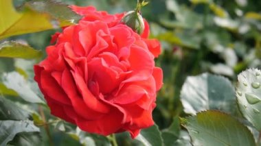 kırmızı gül çiçek