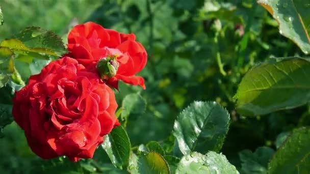 Gartenarbeit Rote Rose — Stockvideo