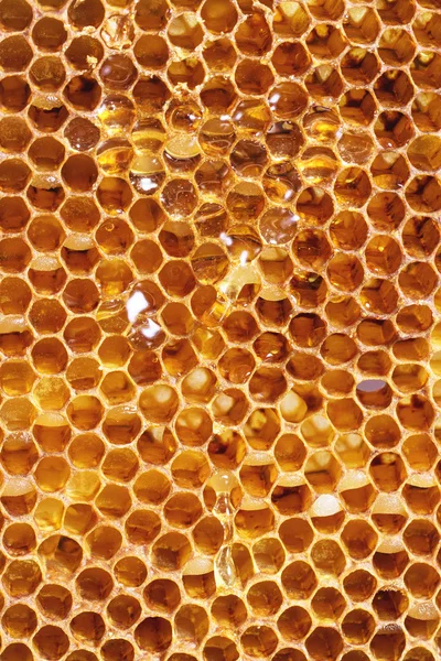 Honungskakor — Stockfoto