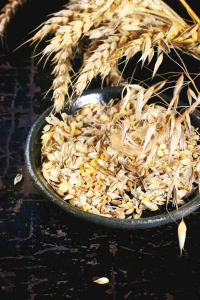 Orecchie e semi di grano e avena stagionati — Foto Stock