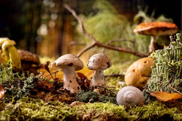 Fairy tale ambiance magical autumn forest background. Autumn leaves, moss, wild mushrooms, fly agaric, snail shell. Creative layout.